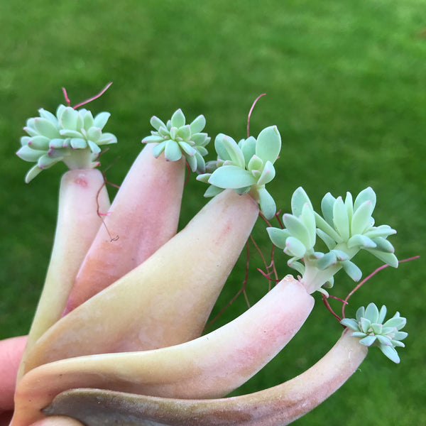 How to propagate succulent plants from a leaf