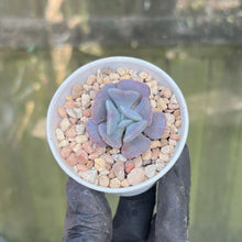 Load image into Gallery viewer, Echeveria Cubic Frost | Live Succulent Plant
