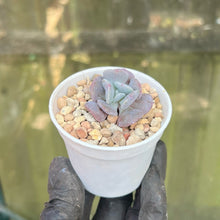 Load image into Gallery viewer, Echeveria Cubic Frost | Live Succulent Plant
