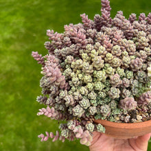 Load image into Gallery viewer, Unrooted Stem Cutting x 1 - Sedum Dasyphyllum Major
