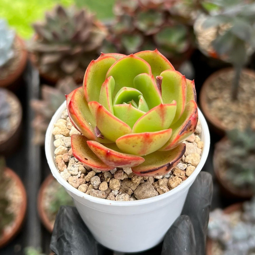 Echeveria Red Fantasy (Well Rooted)