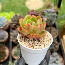 Load image into Gallery viewer, Echeveria Red Fantasy (Well Rooted)
