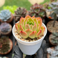 Load image into Gallery viewer, Echeveria Elizabeth (Well Rooted)
