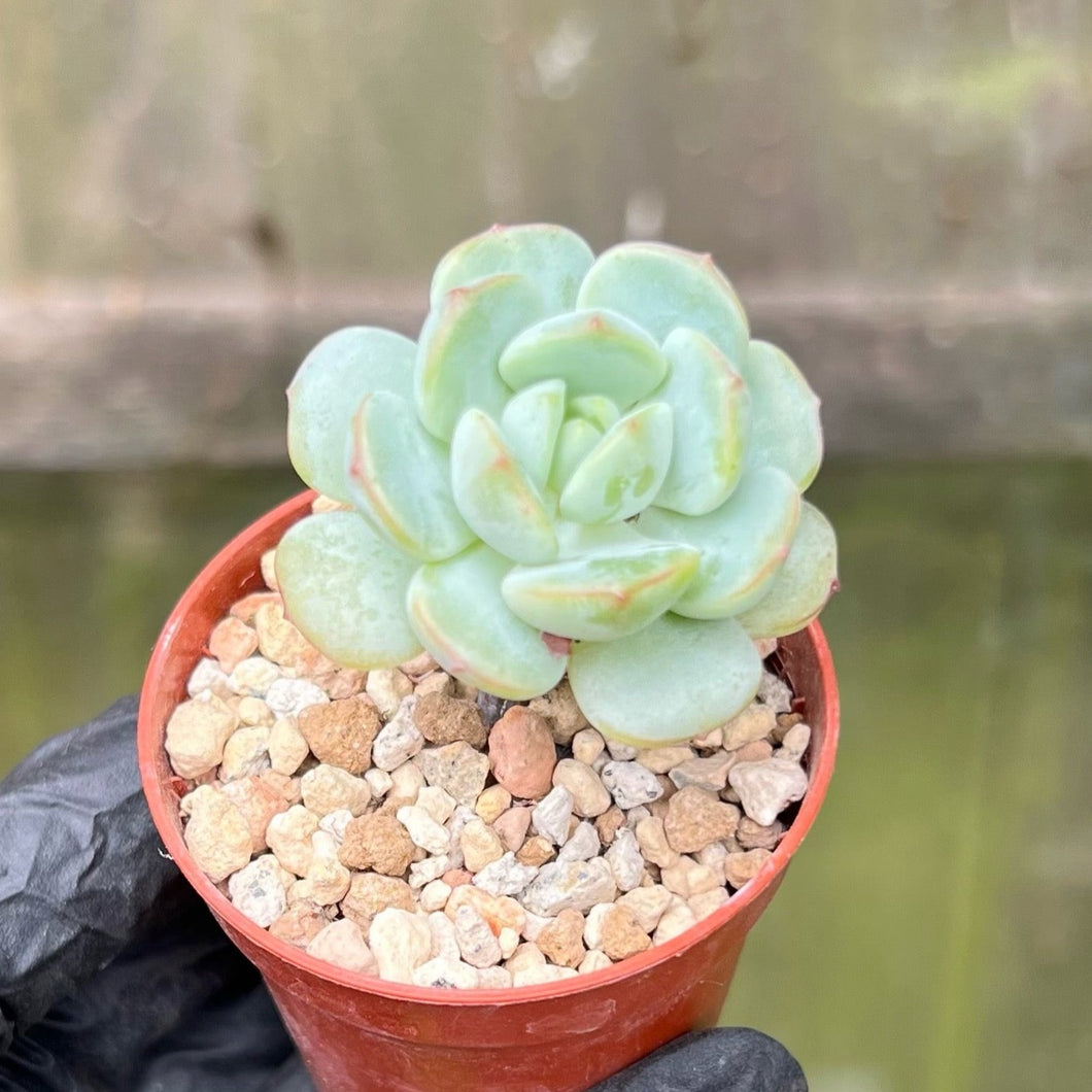 Sedeveria Pudgy (Well Rooted)