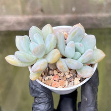 Load image into Gallery viewer, Graptoveria Opalina Double Headed Cluster
