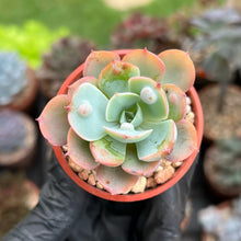 Load image into Gallery viewer, Echeveria Raindrops (Well Rooted)
