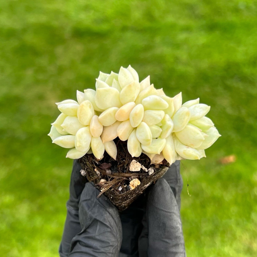 Echeveria Cream Puff 4 Heads Cluster | Baby Succulent