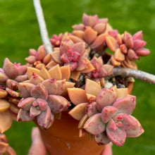 Load image into Gallery viewer, Unrooted Leaf Cutting x 3 - Graptosedum Alpenglow (Bronze)
