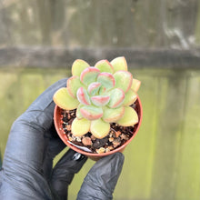 Load image into Gallery viewer, Echeveria Torres | Baby Succulent Plant
