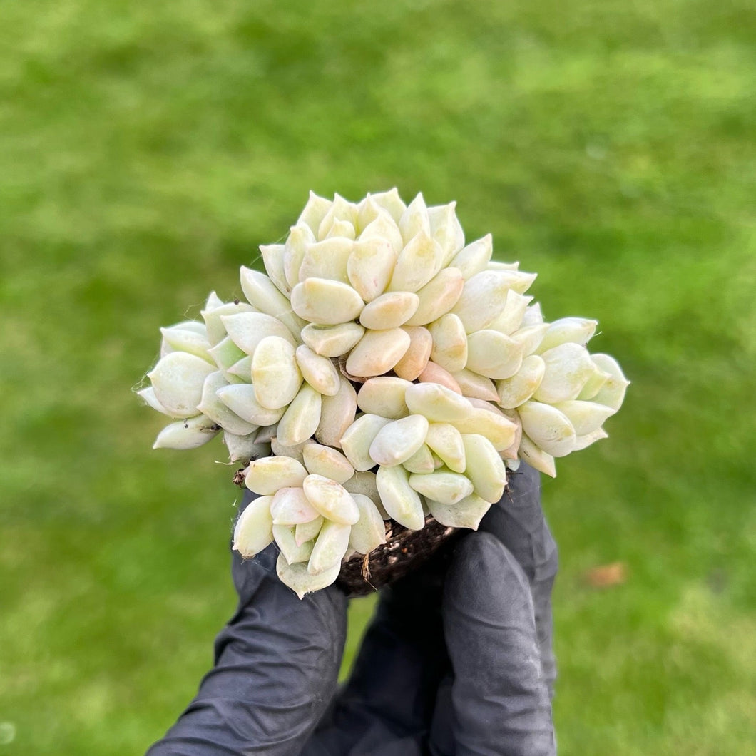 Echeveria Cream Puff 7 Heads Cluster | Baby Succulent