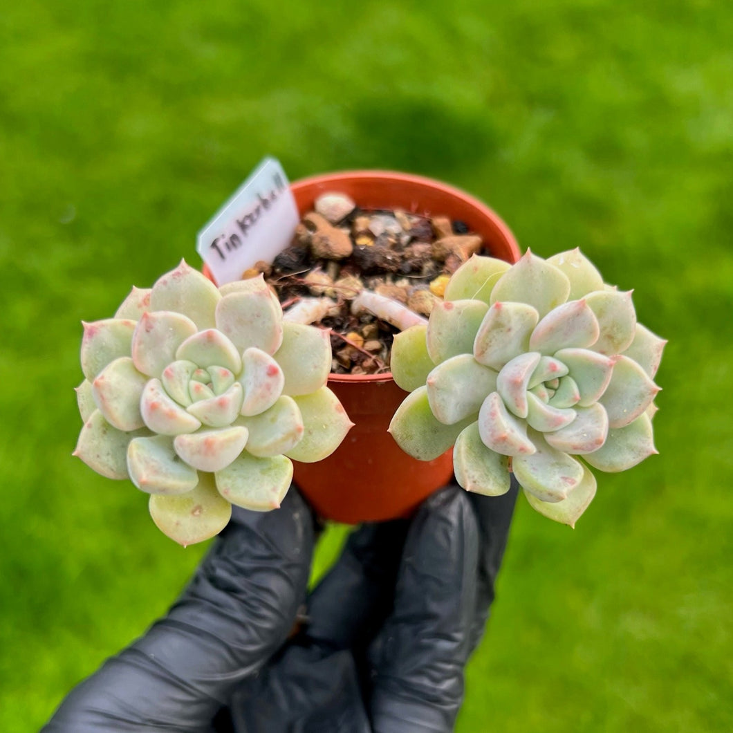 Echeveria Tinkerbell Double Headed Cluster
