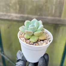 Load image into Gallery viewer, Echeveria Amor Party (Fati)
