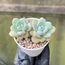 Load image into Gallery viewer, Echeveria Amor Party (Fati)
