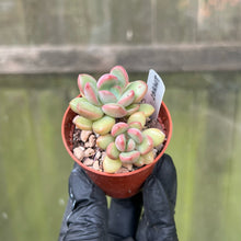 Load image into Gallery viewer, Echeveria Torres | Baby Succulent Plant
