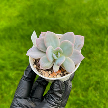 Load image into Gallery viewer, Echeveria Missing You
