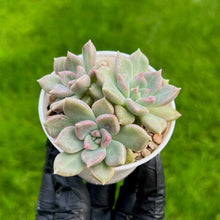 Load image into Gallery viewer, Echeveria Arje | Baby Succulent Plant
