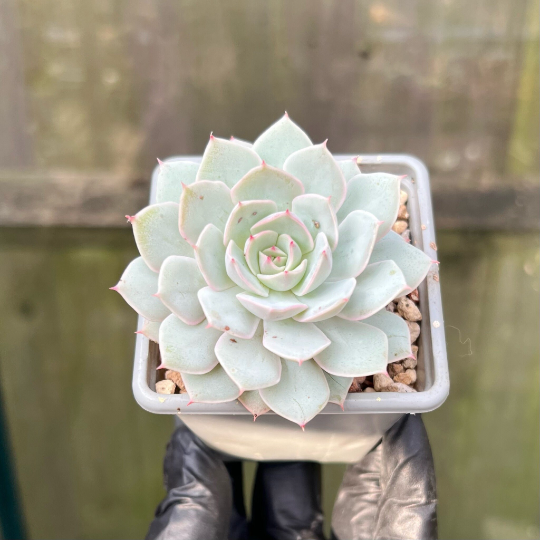 Unrooted Leaf Cutting x 1 -  Echeveria Beads of Dew