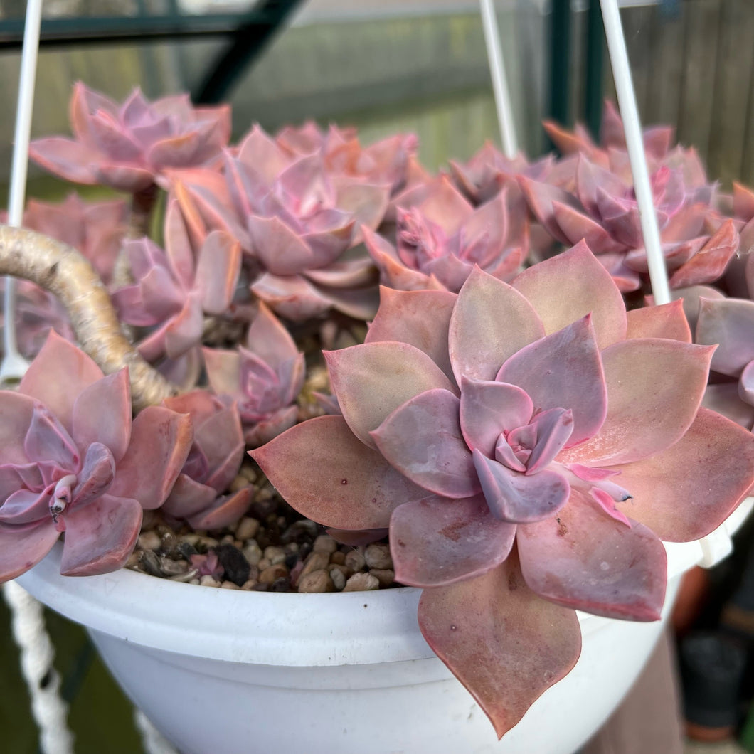 Unrooted Leaf Cutting x 1 -   Graptoveria ‘Douglas Huth’