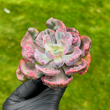 Load image into Gallery viewer, Echeveria Beyonse Variegated
