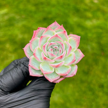 Load image into Gallery viewer, Echeveria Silhouette
