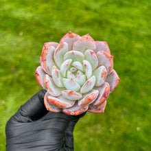 Load image into Gallery viewer, Echeveria Hoshikage
