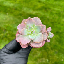 Load image into Gallery viewer, Graptoveria Mrs. Richards Variegated
