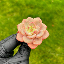 Load image into Gallery viewer, Echeveria Mongsil-i
