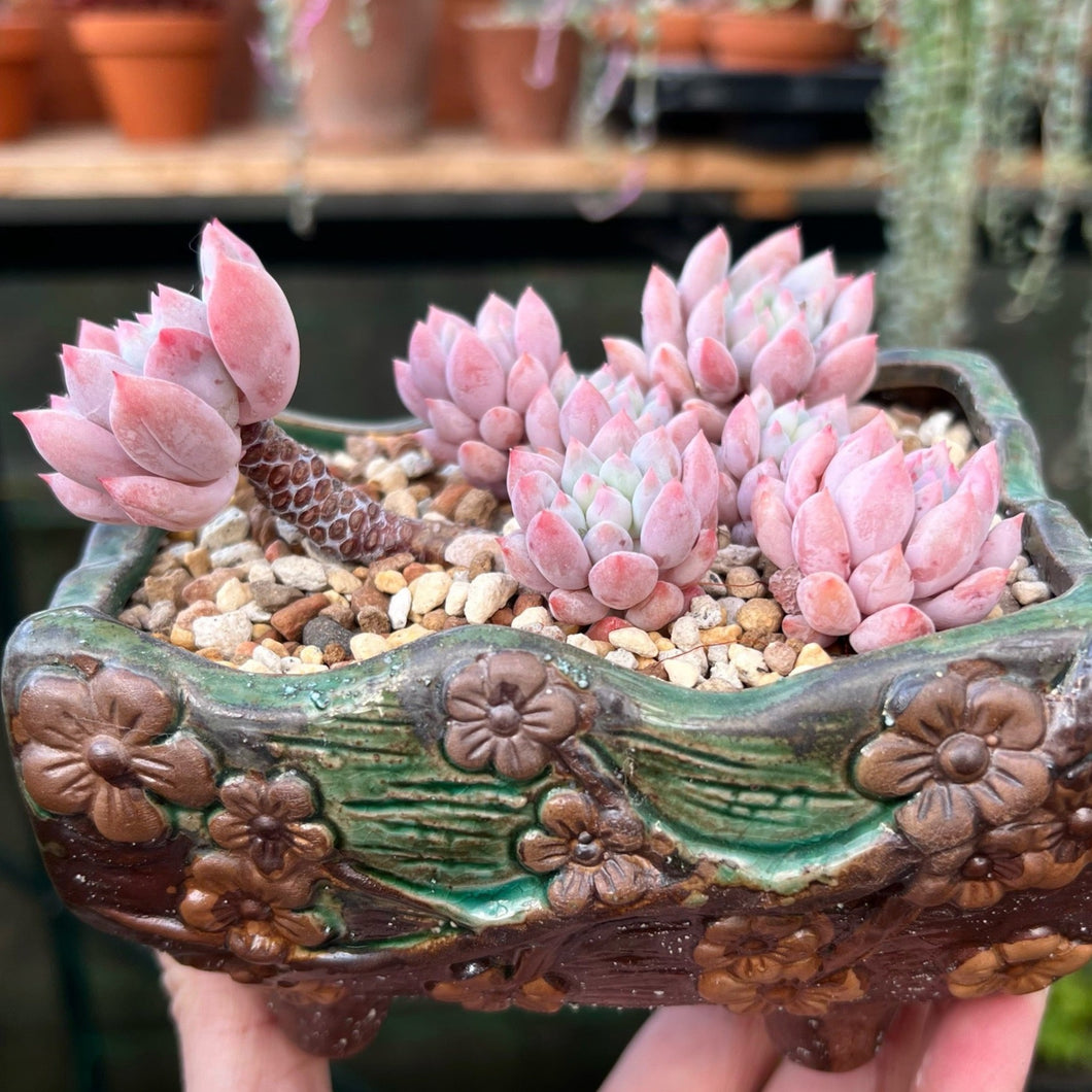 Pachyveria Crown Ball - 1 x Unrooted Leaf Cutting