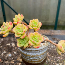 Load image into Gallery viewer, Echeveria Agavoides Ebony Peridot - 1 x Unrooted Leaf Cutting
