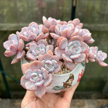 Load image into Gallery viewer, Graptoveria A GrimmOne - 1 x Unrooted Leaf Cutting
