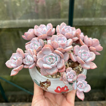 Load image into Gallery viewer, Graptoveria A GrimmOne - 1 x Unrooted Leaf Cutting
