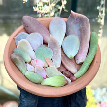 Load image into Gallery viewer, Assorted 10 x Unrooted Succulent Leaf Cutting for Propagation - Starter Pack/Random Mixed - Echeveria/Graptopetalum/Sedeveria/Sedum

