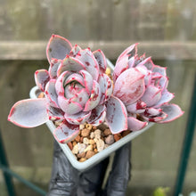 Load image into Gallery viewer, Echeveria Hera - 1 x Unrooted Leaf Cutting
