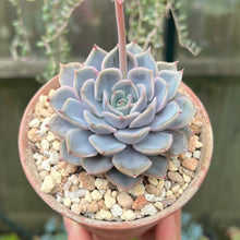 Load image into Gallery viewer, Echeveria Orion - 1 x Unrooted Leaf Cutting
