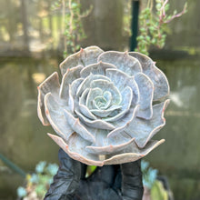 Load image into Gallery viewer, Echeveria Lilacina Marble Variegated
