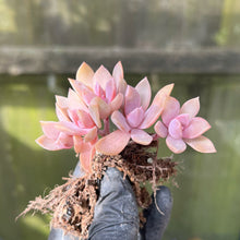Load image into Gallery viewer, Graptoveria ‘Douglas Huth’ | Baby Succulent
