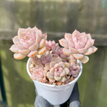 Load image into Gallery viewer, Unrooted Leaf Cutting x 1 - Echeveria Agavoides Tinkerbell
