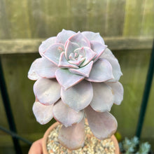 Load image into Gallery viewer, Unrooted Leaf Cutting x 1 - Graptopetalum Purple Delight
