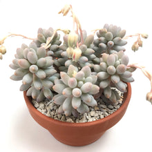 Load image into Gallery viewer, Unrooted Leaf Cutting x 2 - Pachyphytum Machucae | Baby Finger Succulent
