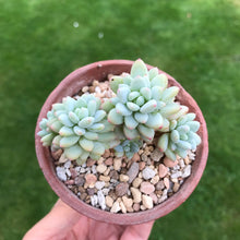 Load image into Gallery viewer, Unrooted Leaf Cutting x 1 - Graptoveria Pastel Jade
