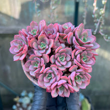 Load image into Gallery viewer, Echeveria Noble - 1 x Unrooted Leaf Cutting
