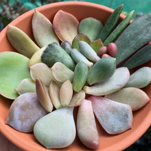 Load image into Gallery viewer, Assorted 10 x Unrooted Succulent Leaf Cutting for Propagation - Starter Pack/Random Mixed - Echeveria/Graptopetalum/Sedeveria/Sedum
