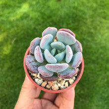 Load image into Gallery viewer, Unrooted Leaf Cutting x 1 - Echeveria Mulan
